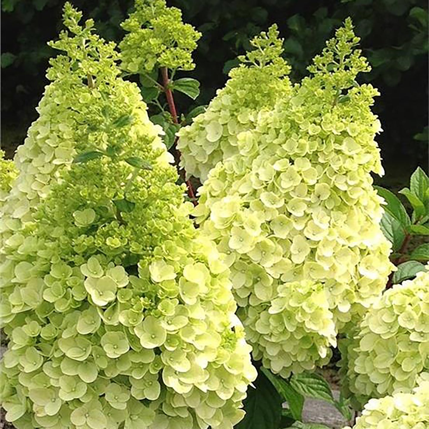 Moonrockª Hydrangea 2 Gallon / 1 Plant