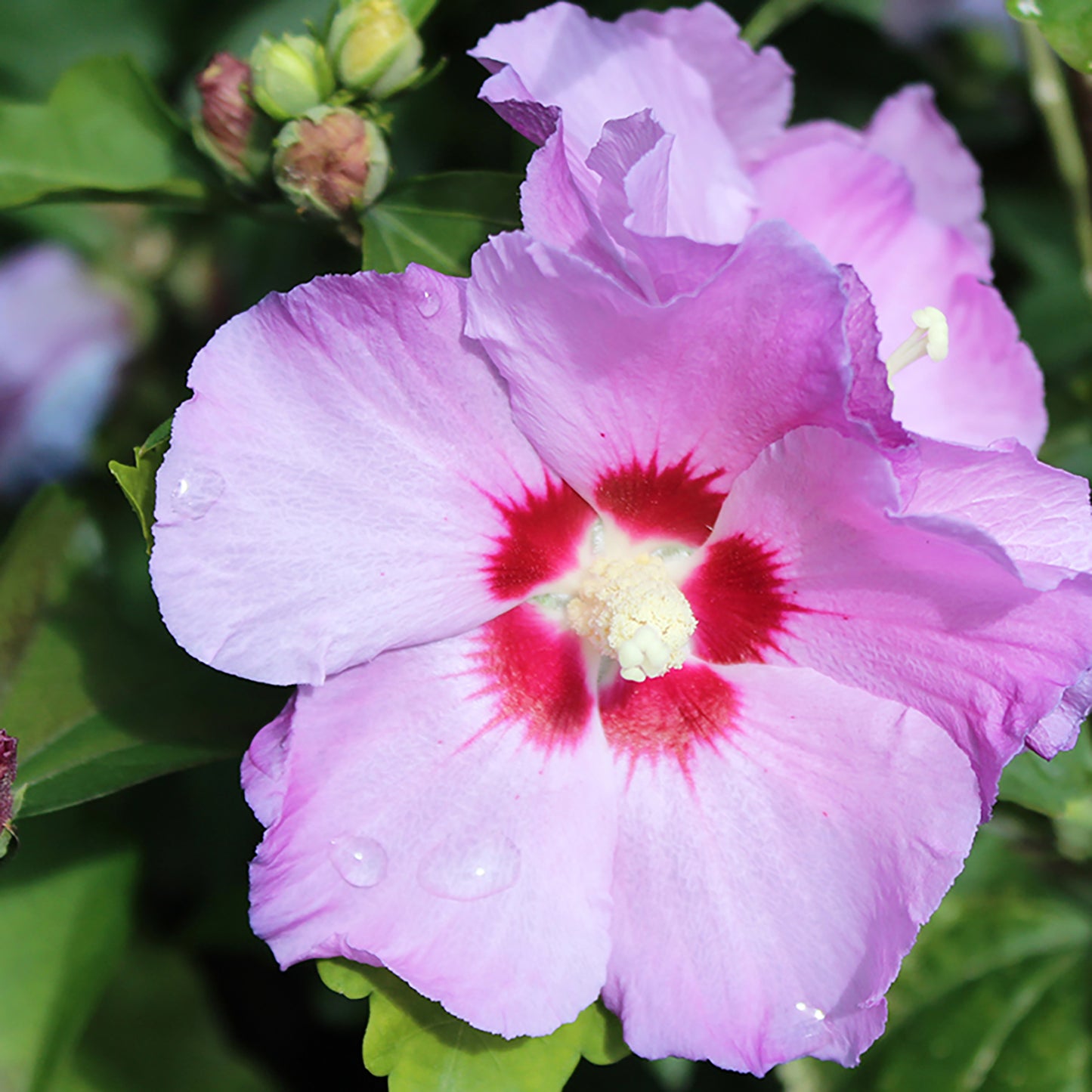 Minerva Rose of Sharon/Althea 2 Gallon / 1 Plant