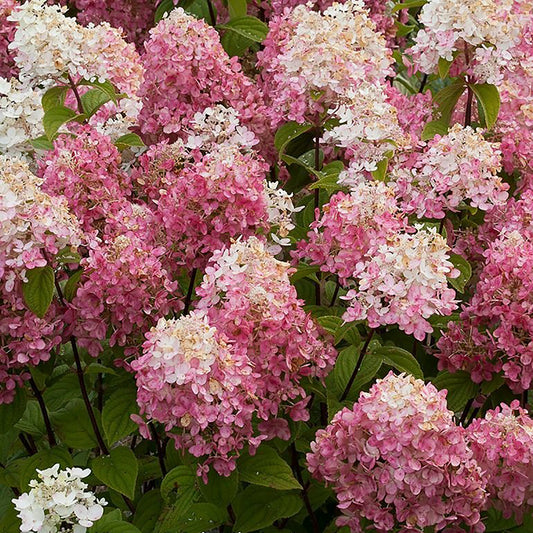 Fire Light¬¨¬Æ Hydrangea 2 Gallon / 1 Plant