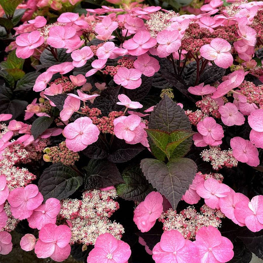 Pink Dynamoª Hydrangea 2 Gallon / 1 Plant