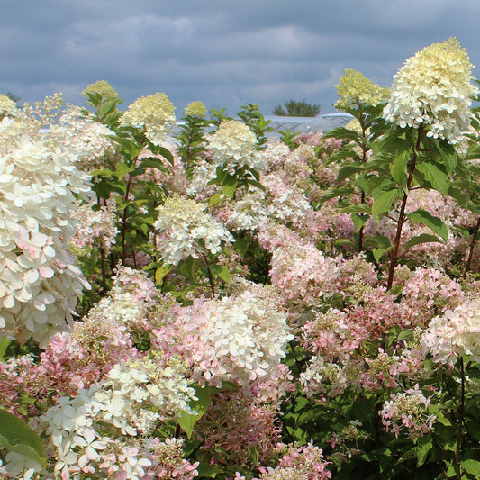 Phantom Hydrangea