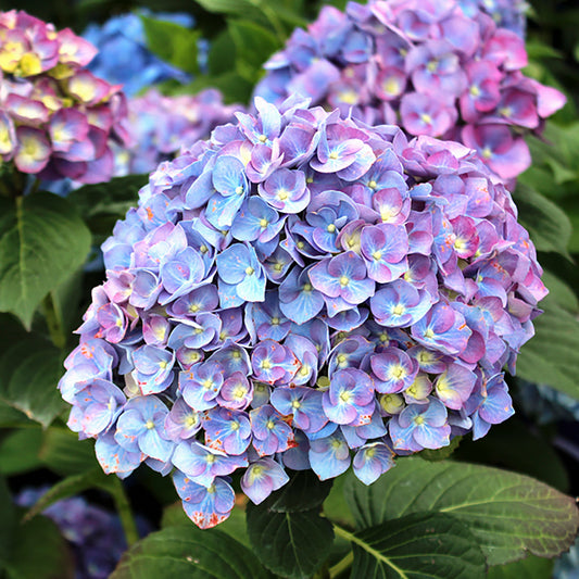 Purple Passion Hydrangea 2 Gallon / 1 Plant