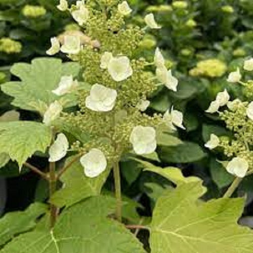 Toy Soldierª Oakleaf Hydrangea 2 Gallon / 1 Plant