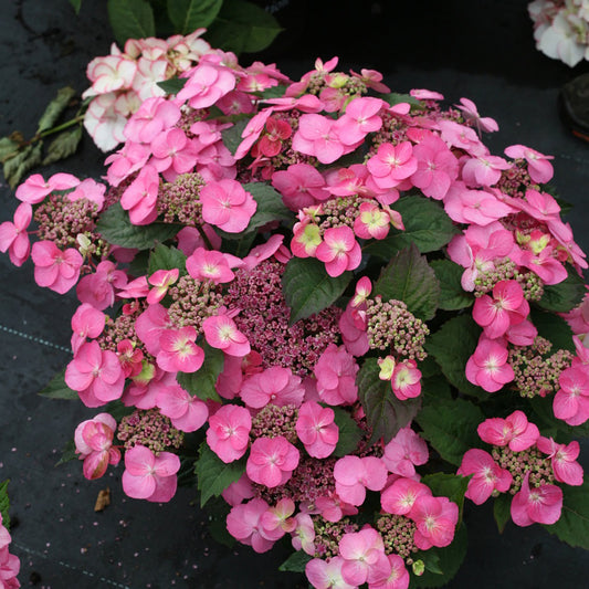 Tuff Stuffª Reblooming Mountain Hydrangea 2 Gallon / 1 Plant