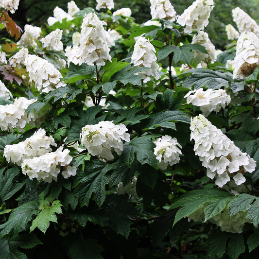 Snow Queen Oakleaf Hydrangea 2 Gallon / 1 Plant