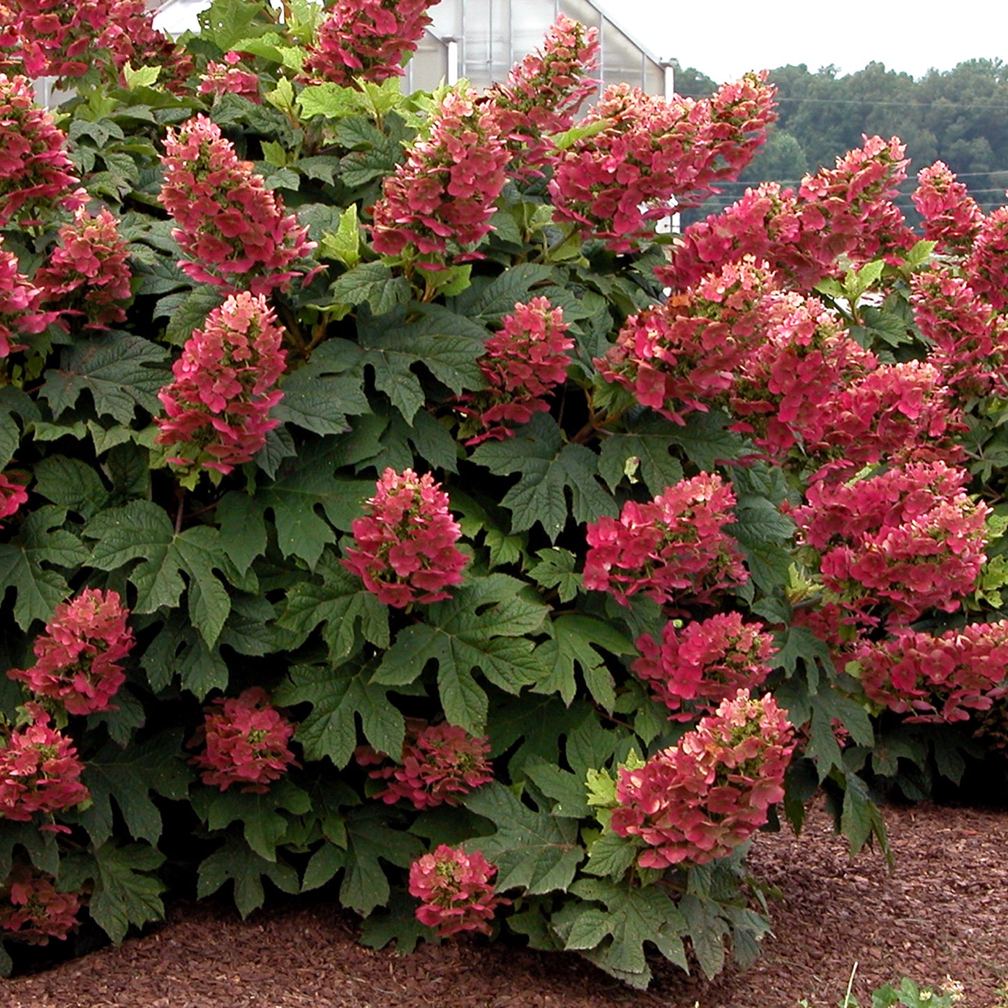 Ruby Slippers Oakleaf Hydrangea 2 Gallon / 1 Plant