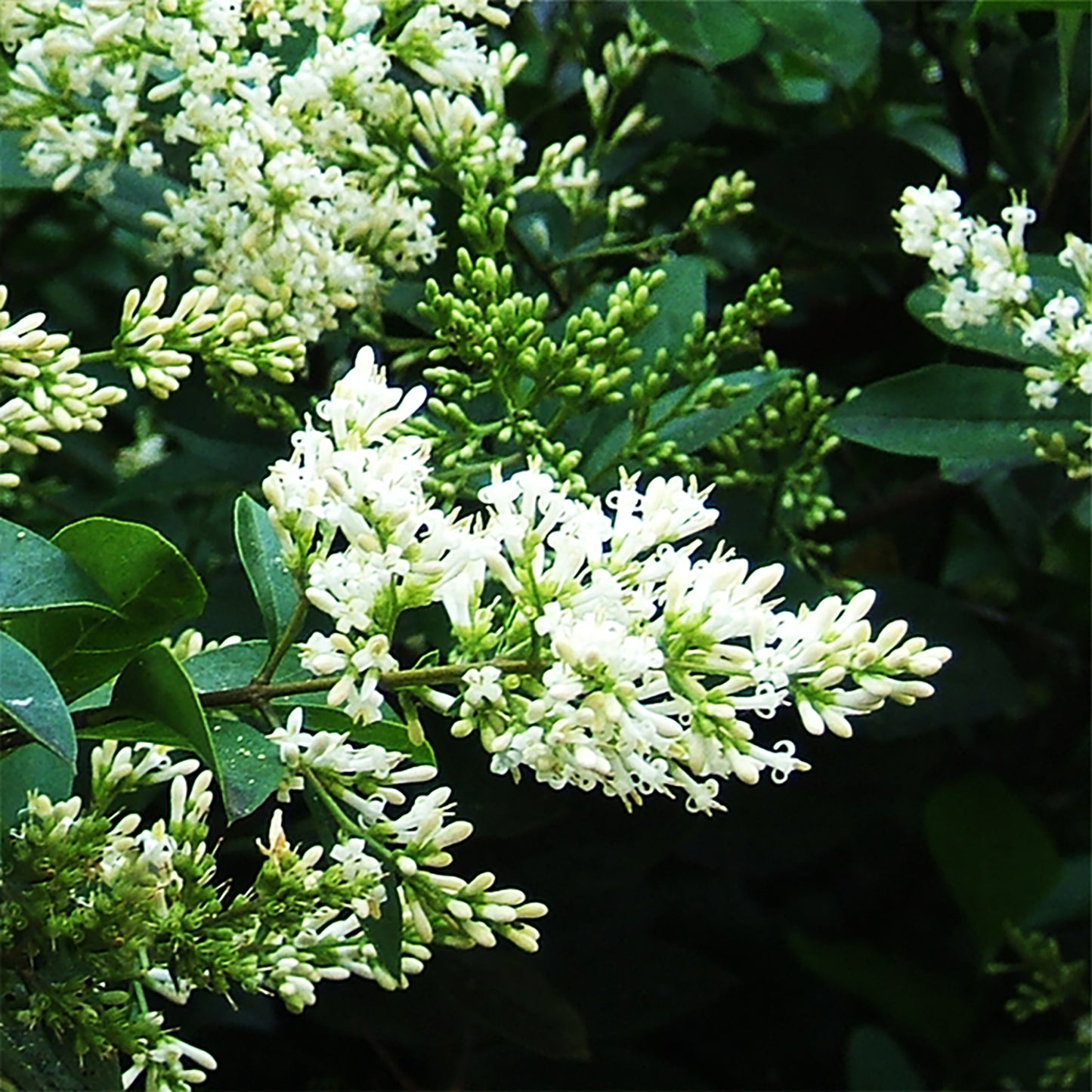 Amur Privet 2 Gallon / 1 Plant