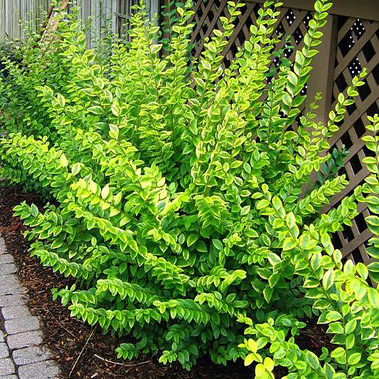 Golden California Privet 2 Gallon / 1 Plant