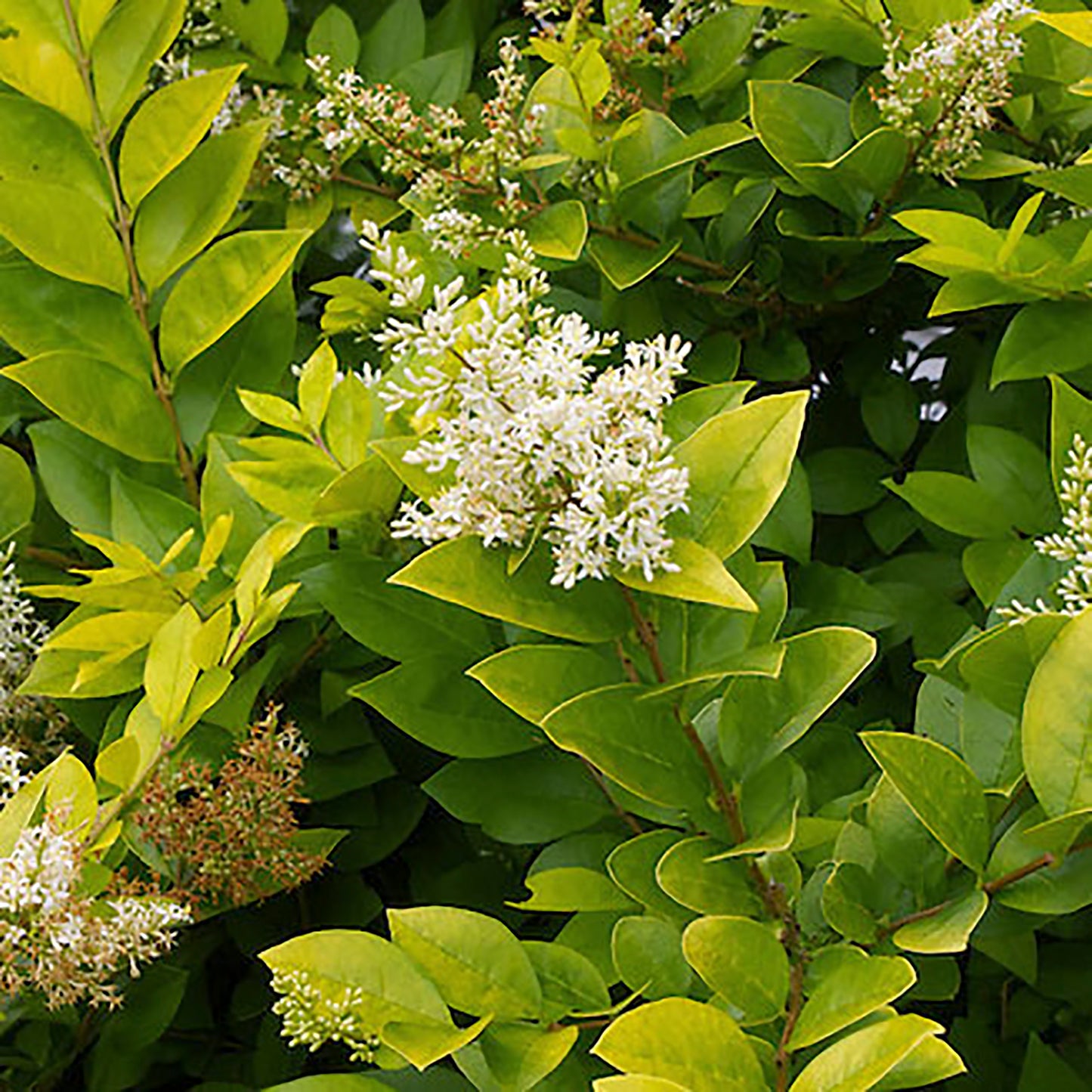 Golden Vicary Privet 2 Gallon / 1 Plant