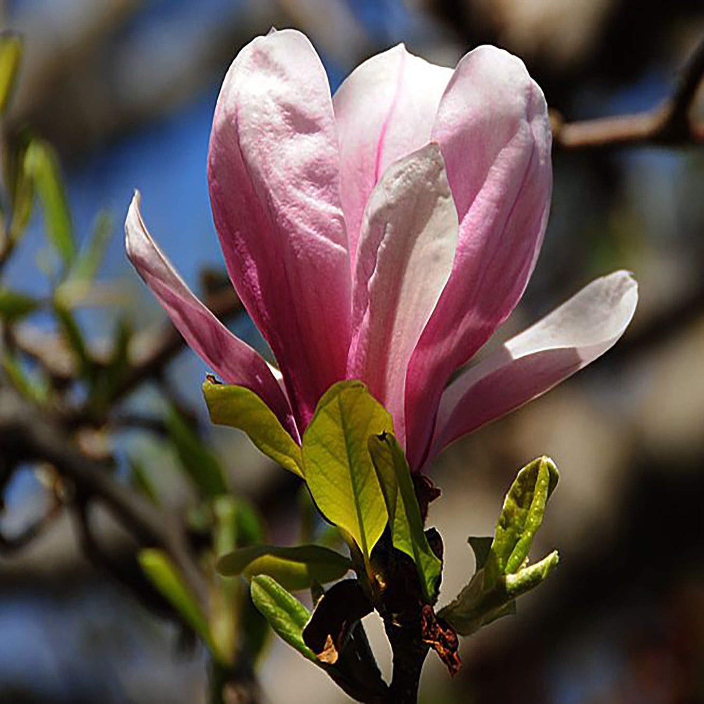 Rickii Magnolia