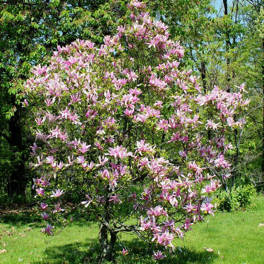 Betty Lily Magnolia