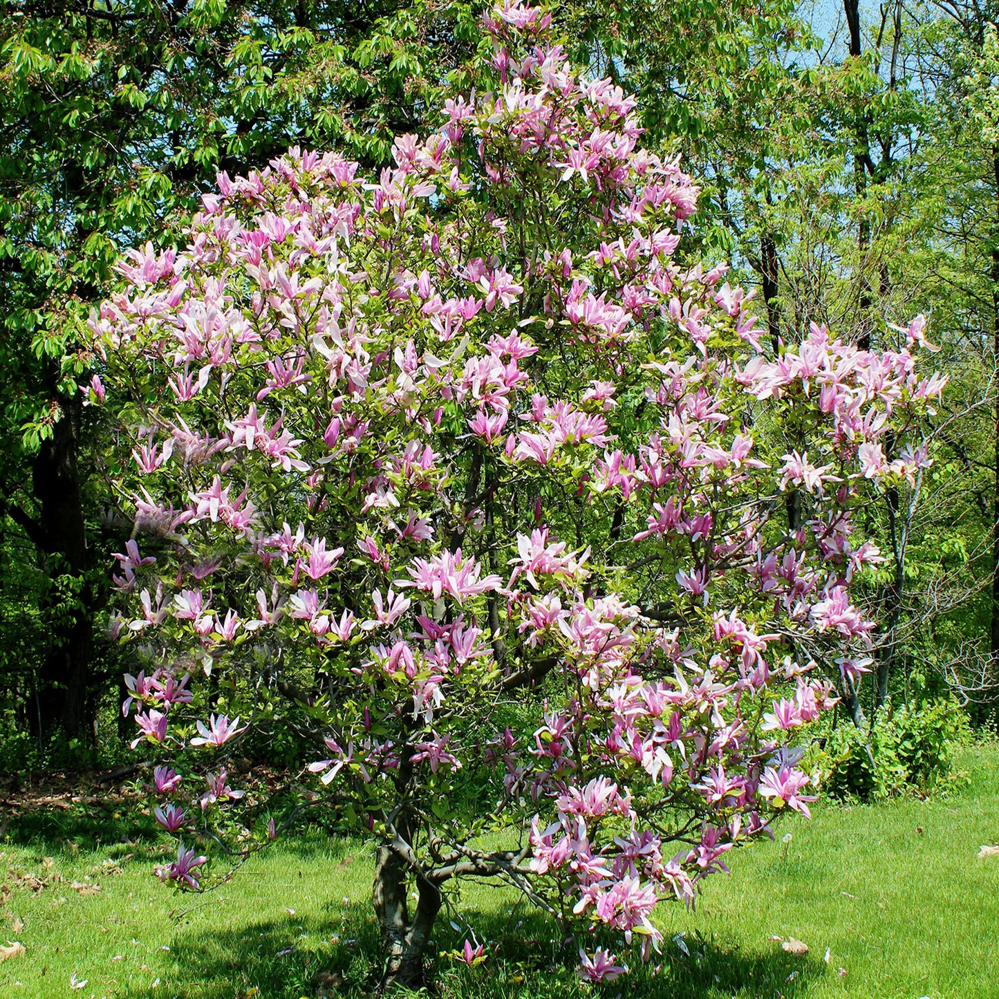 Betty Lily Magnolia