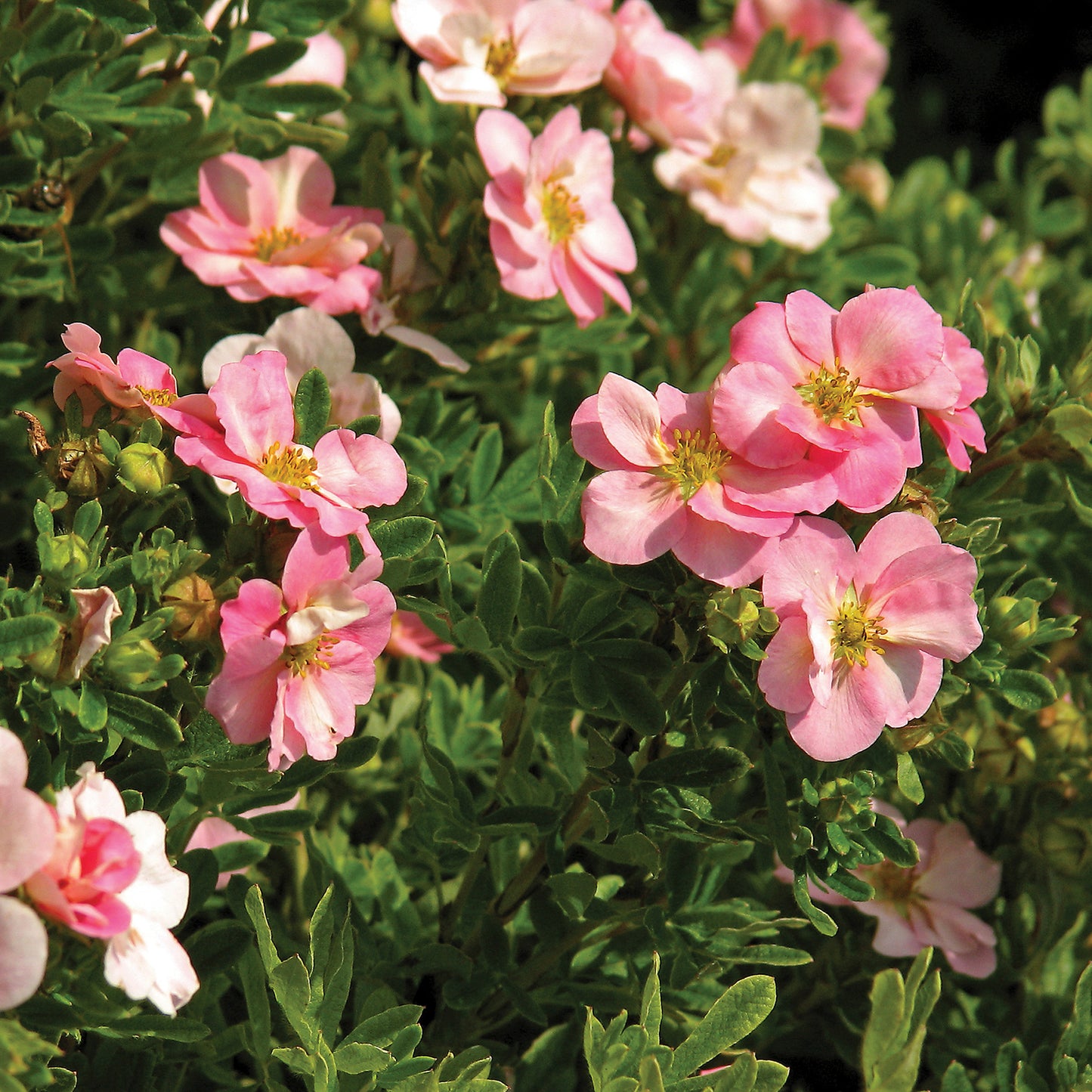 Pink Beauty Potentilla 2 Gallon / 1 Plant