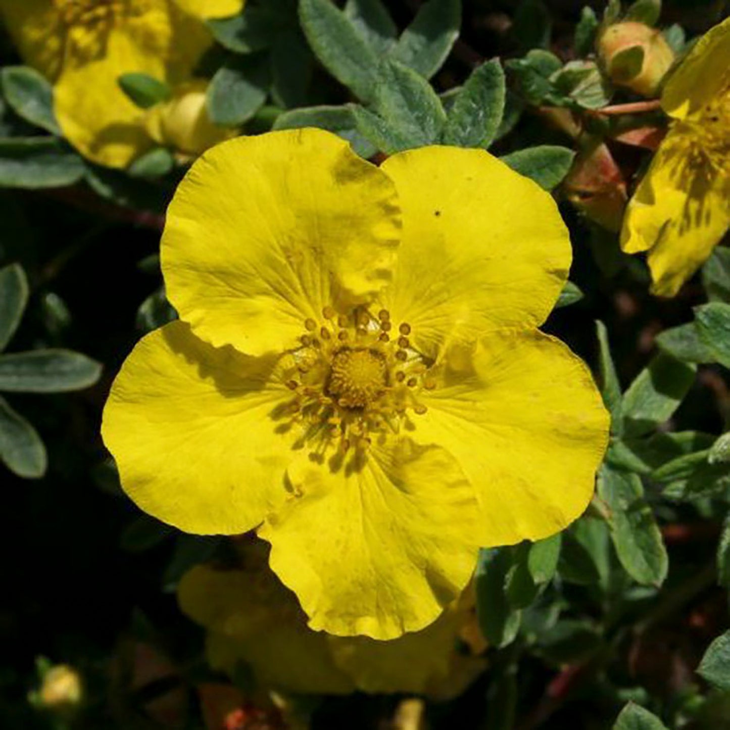 Yellow Gem Potentilla