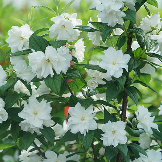 Illuminati Arch¬¨¬Æ Mock Orange 2 Gallon / 1 Plant