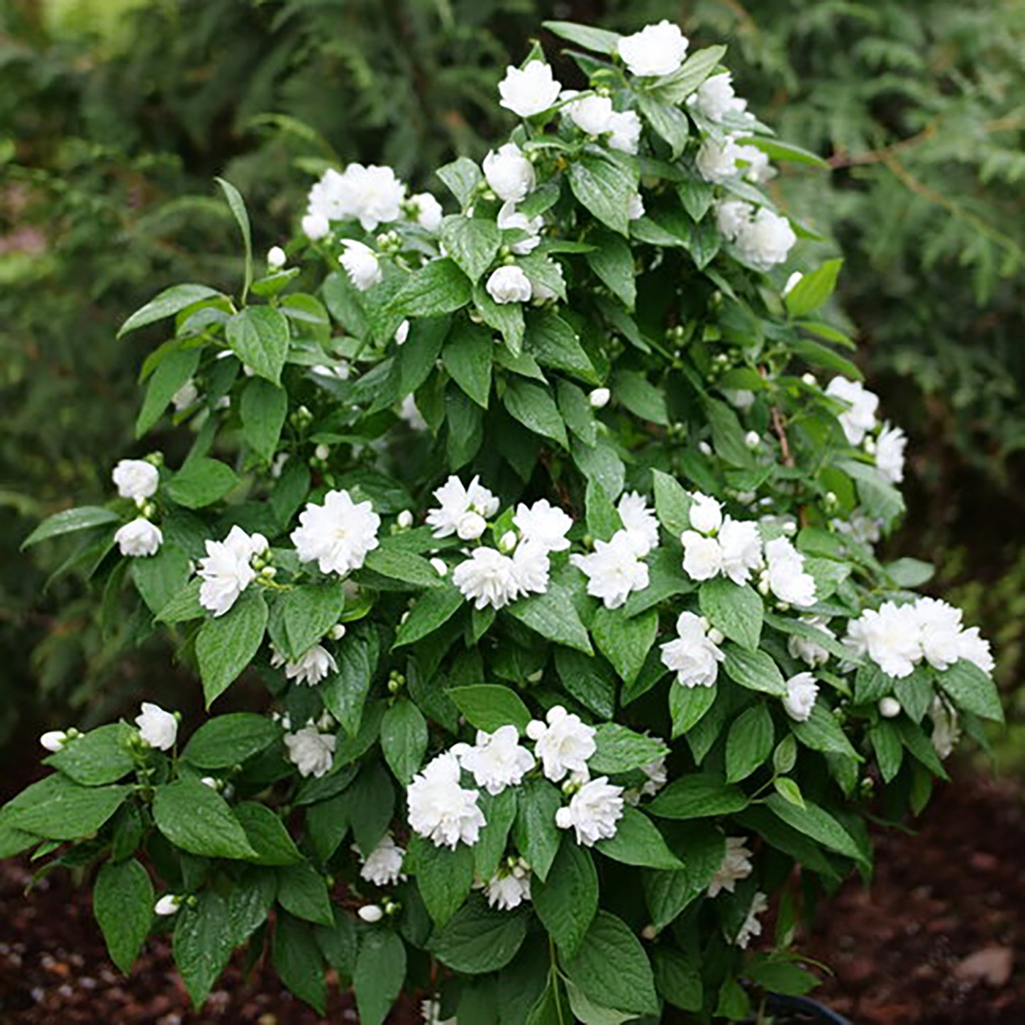 Illuminati Spice Mock Orange