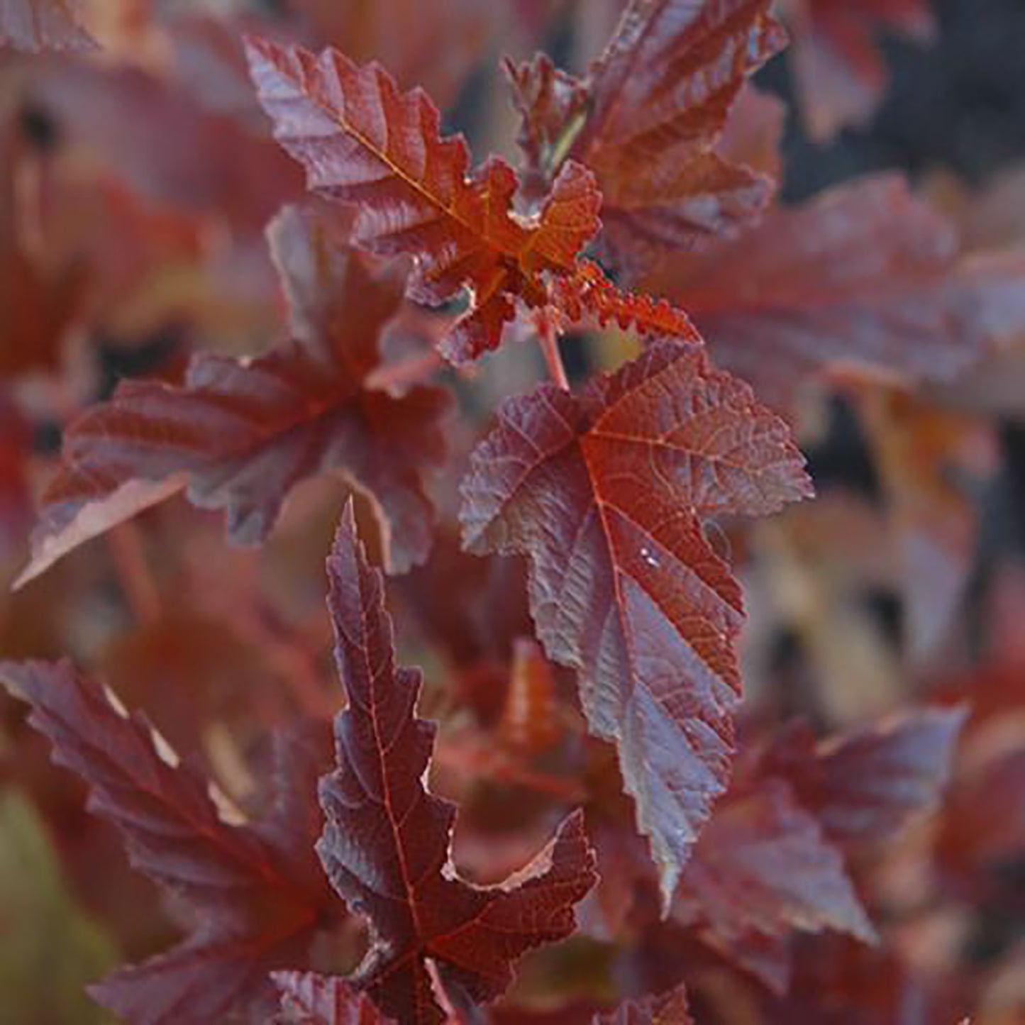 Satin Chocolate Ninebark