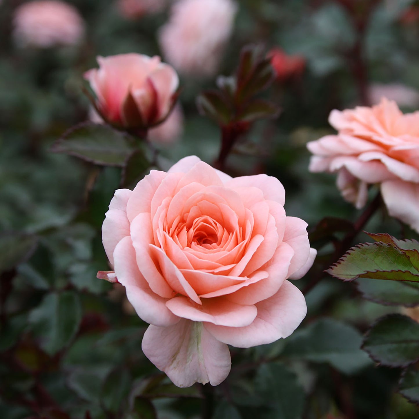 Apricot Drift¬¨¬Æ Rose 2 Gallon / 1 Plant