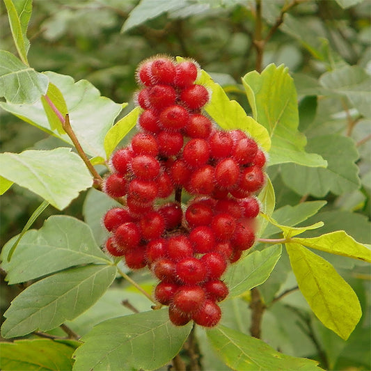 Fragrant Sumac