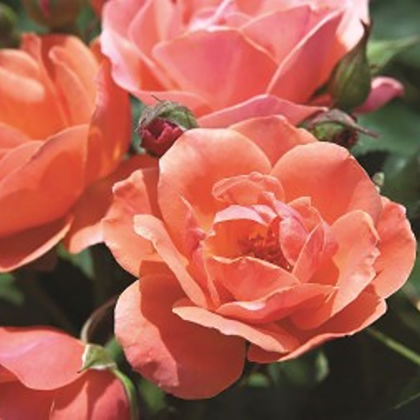 Coral Knock Outª Shrub Rose 2 Gallon / 1 Plant