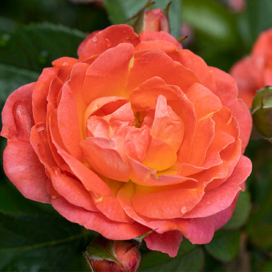 Orange Glow Knock Out Rose