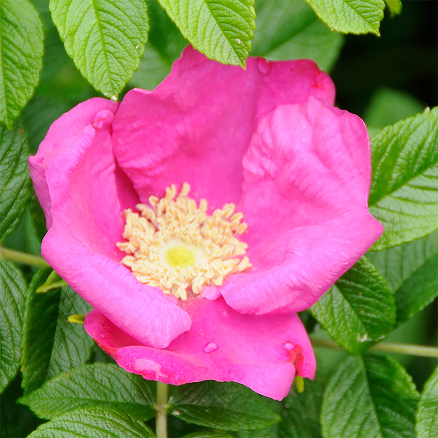 Rugosa Rose 2 Gallon / 1 Plant