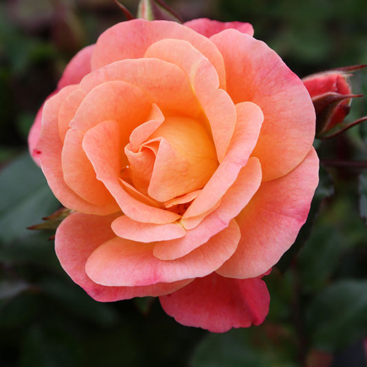 Peach Drift Rose