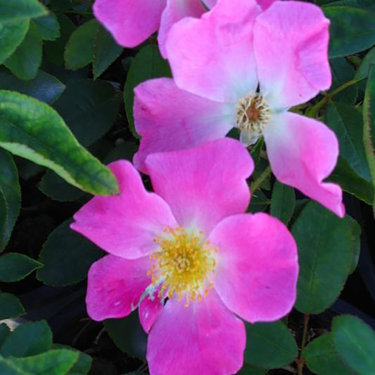 Nearly Wild Shrub Rose 2 Gallon / 1 Plant