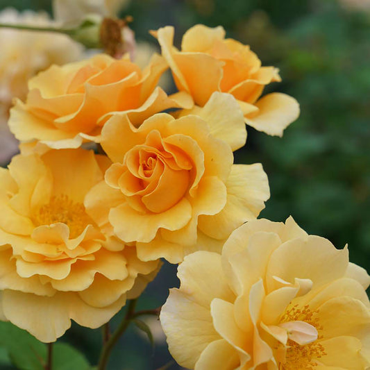 Amberness Climbing Rose 2 Gallon / 1 Plant