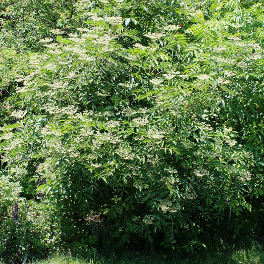 American Elderberry