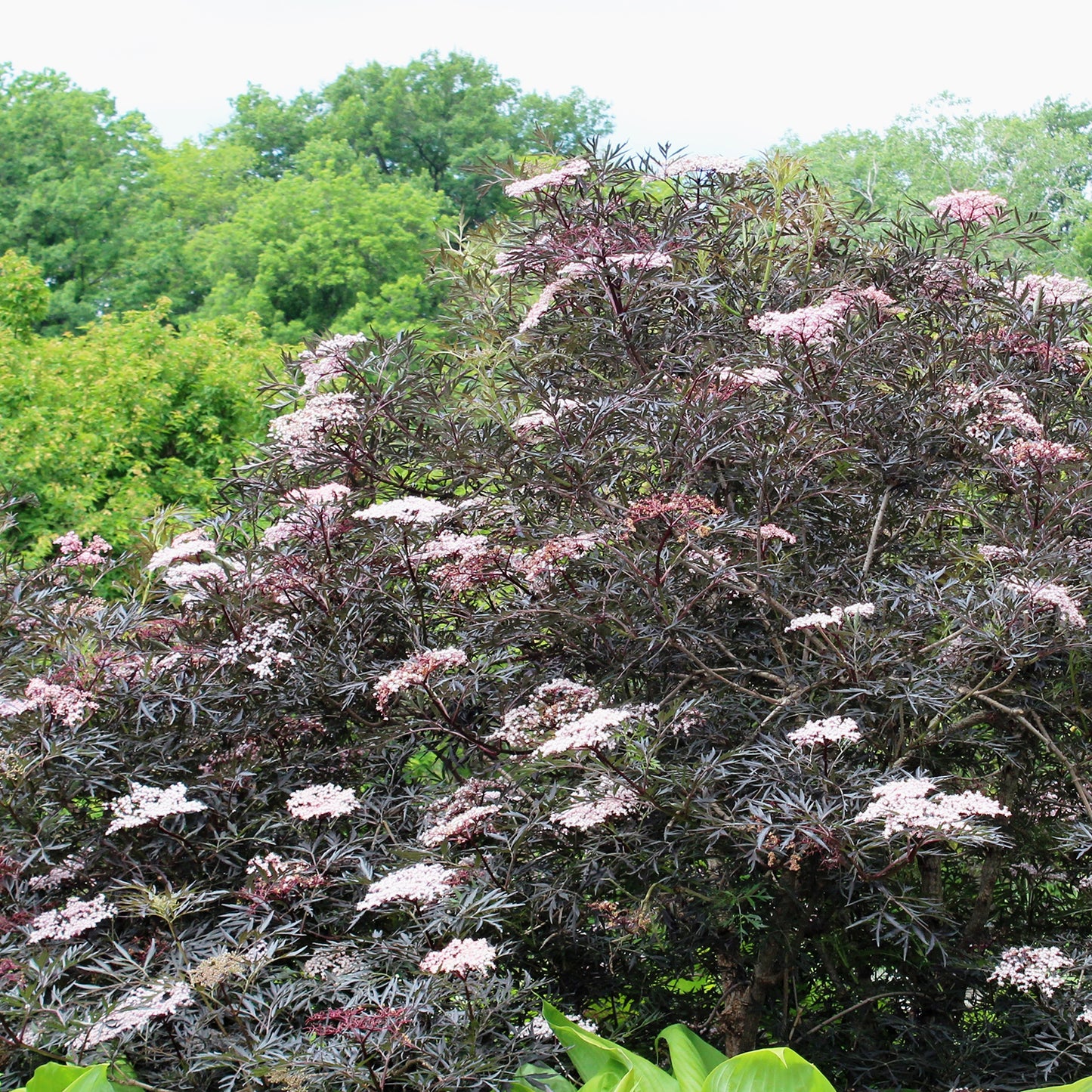 Black Laceª Elderberry 2 Gallon / 1 Plant