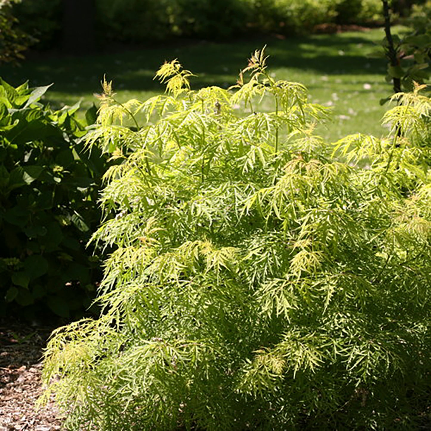 American Elderberry