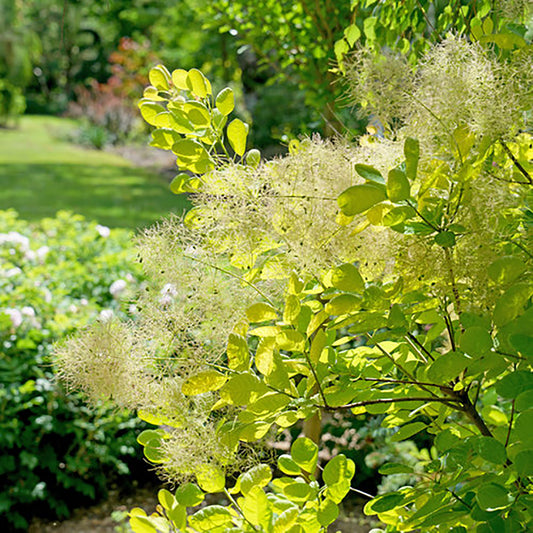 Winecraft Gold Smokebush