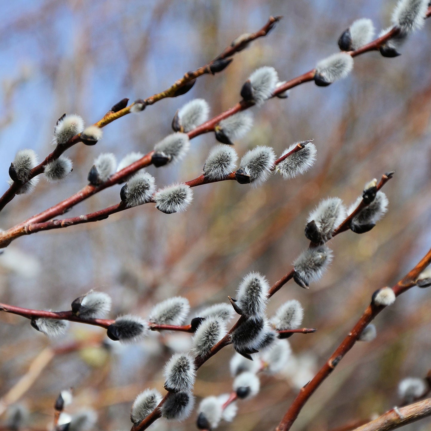 Pussy Willow