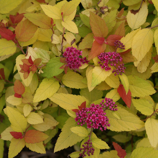 Candy Corn¬¨¬Æ Spirea 2 Gallon / 1 Plant