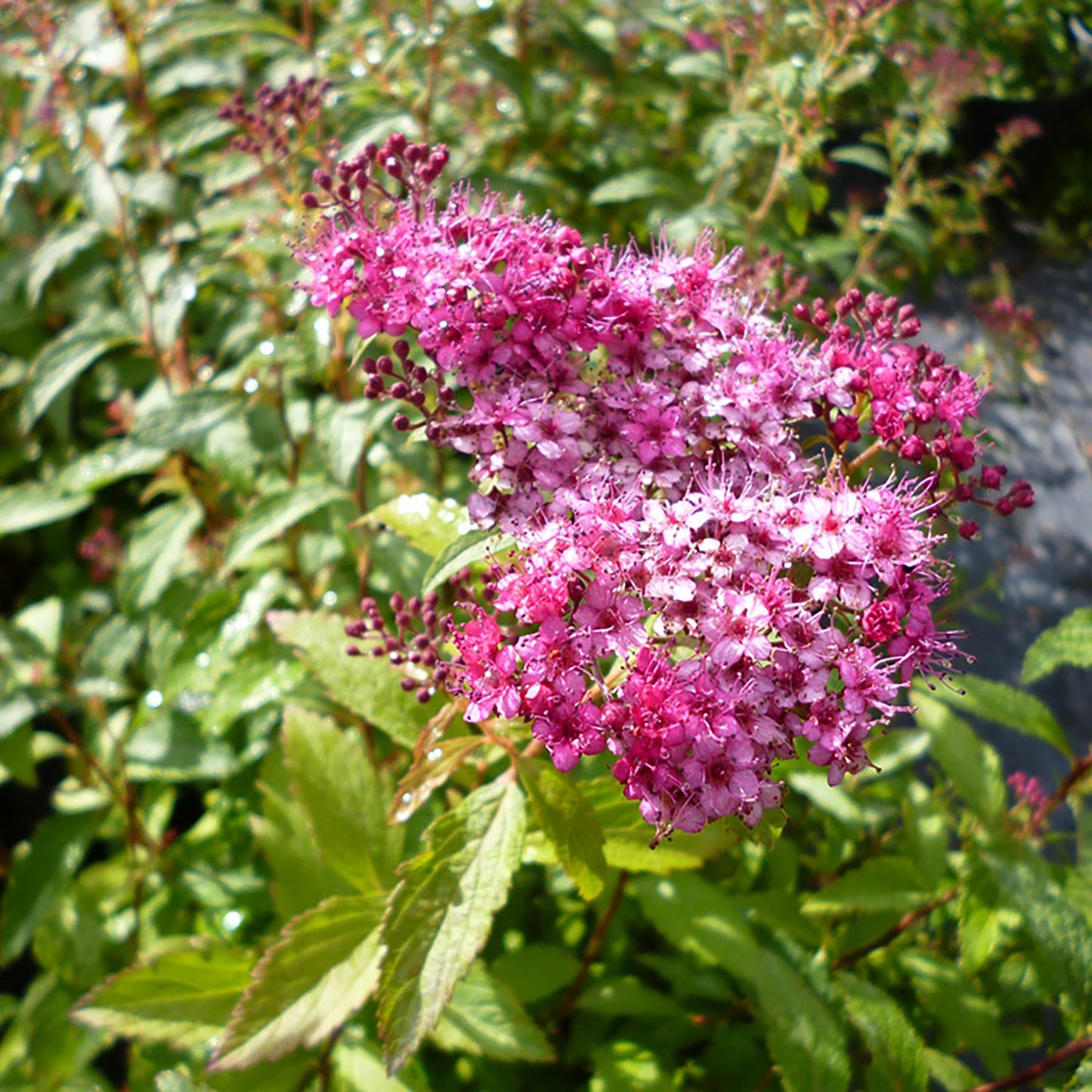 Dart's Red Spirea 2 Gallon / 1 Plant