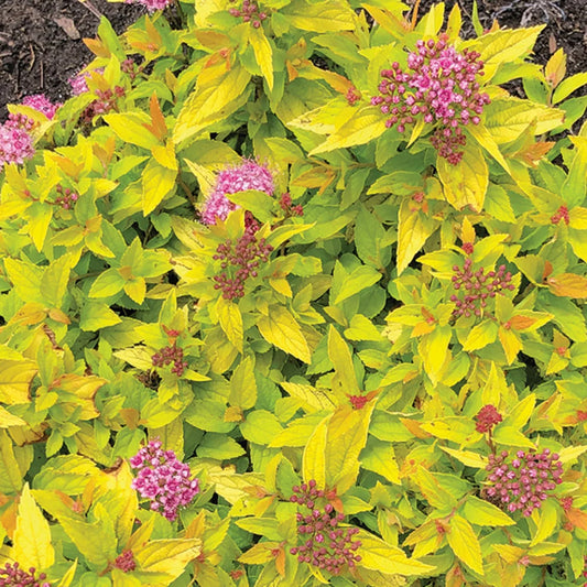 Pineapple Poprocks Spirea