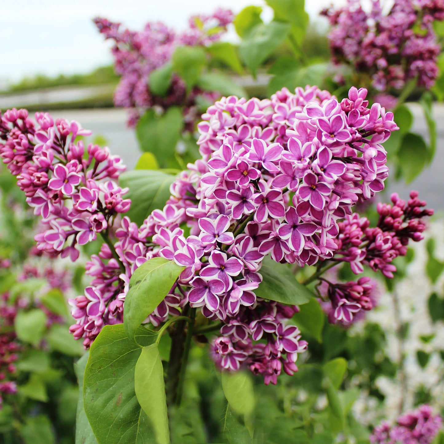 Sensation French Hybrid Lilac 2 Gallon / 1 Plant