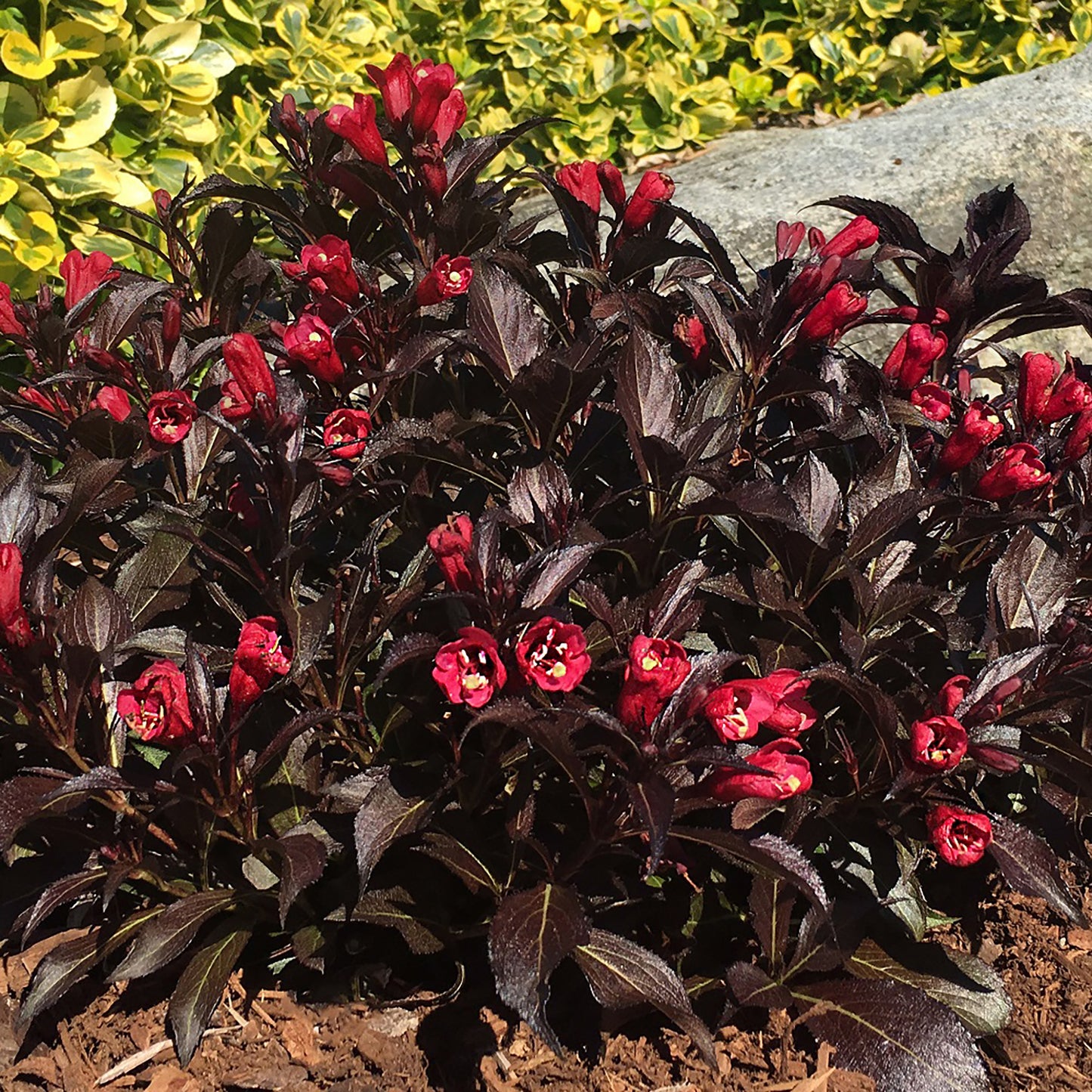 Electric Love¬¨¬Æ Weigela 2 Gallon / 1 Plant