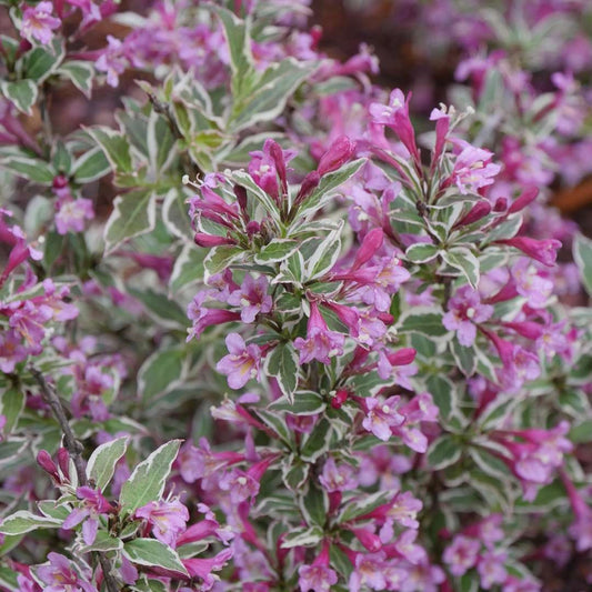 My Monet Purple Effect¬¨¬Æ Weigela 2 Gallon / 1 Plant