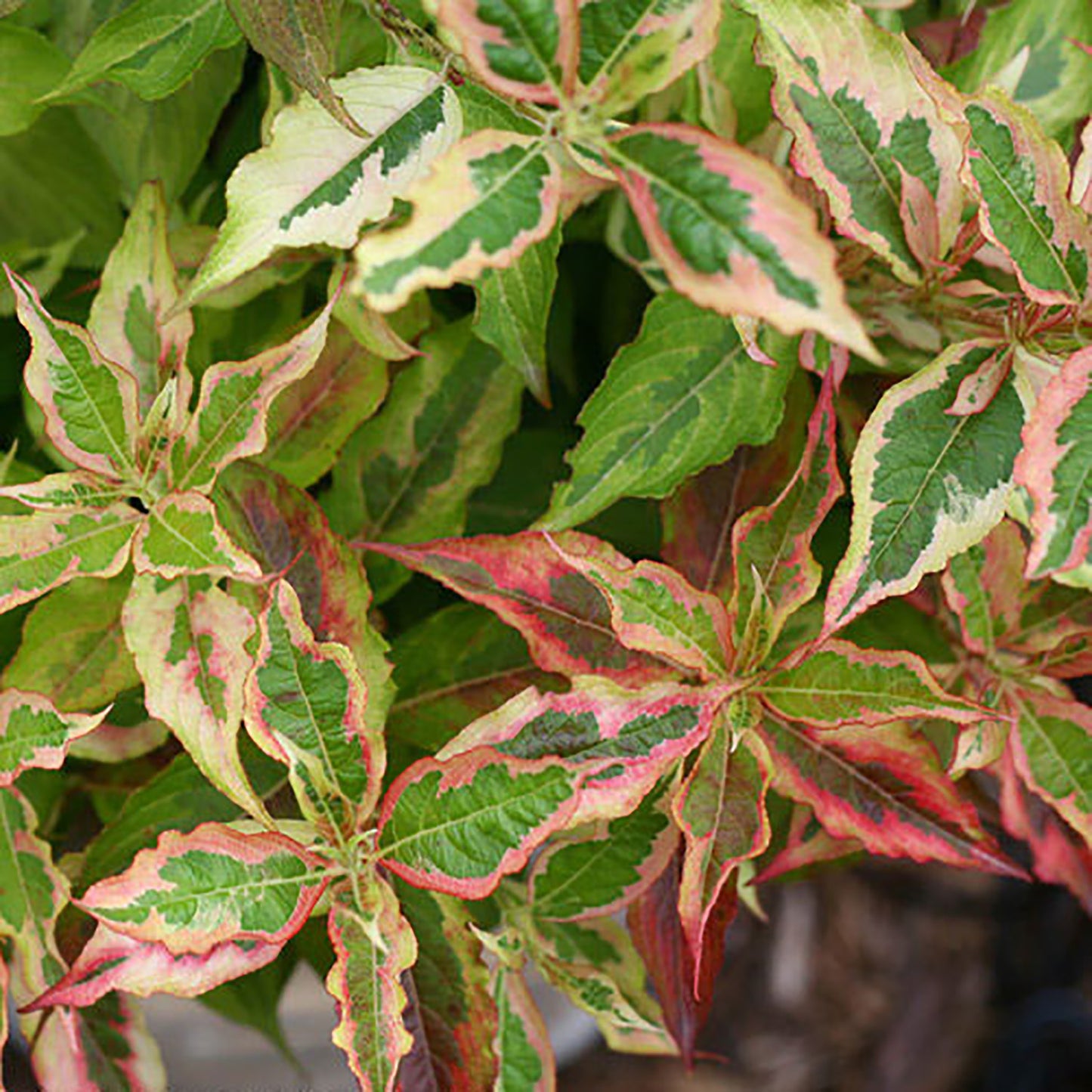 My Monet¬¨¬Æ Sunset Weigela 2 Gallon / 1 Plant