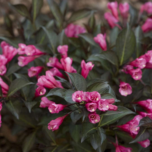 Midnight Wine Shine¬¨¬Æ Weigela 2 Gallon / 1 Plant