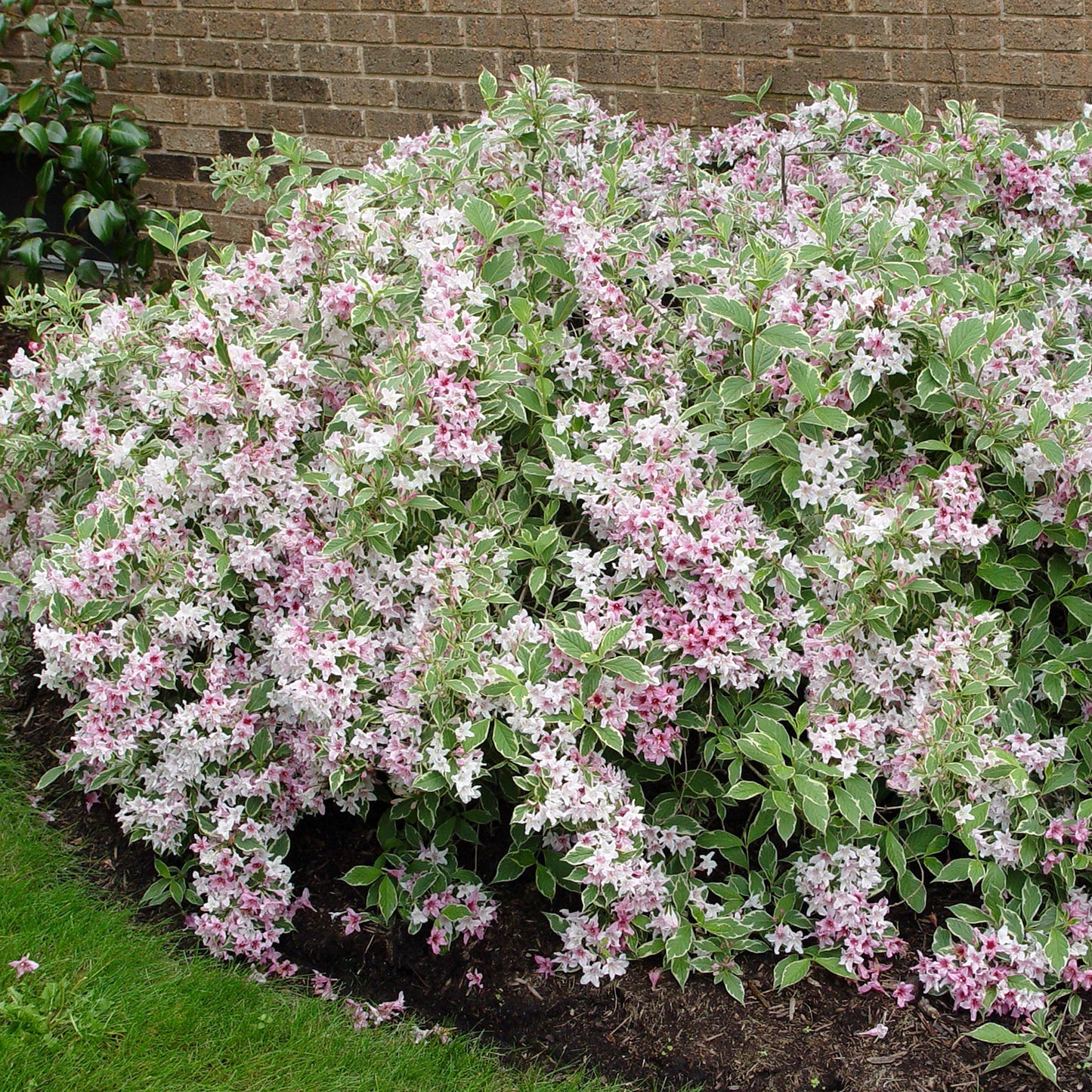 Variegated Dwarf Weigela