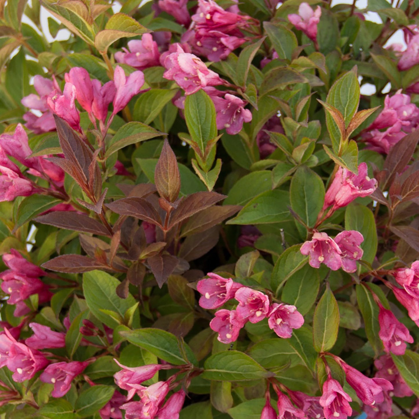 Strobeª Weigela 2 Gallon / 1 Plant