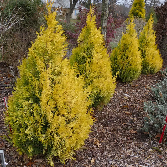 Fluffy Western Arborvitae