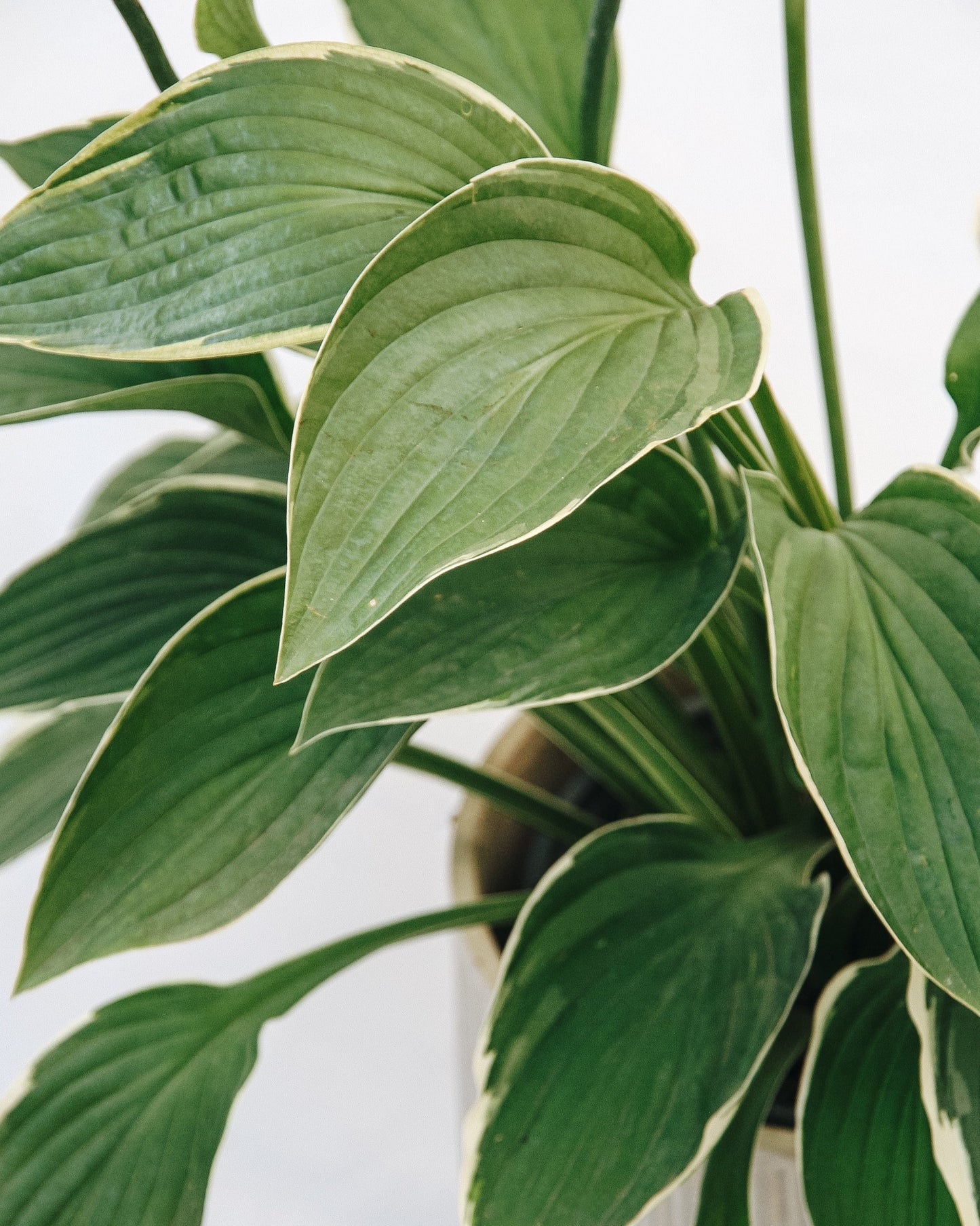 Hosta Francee