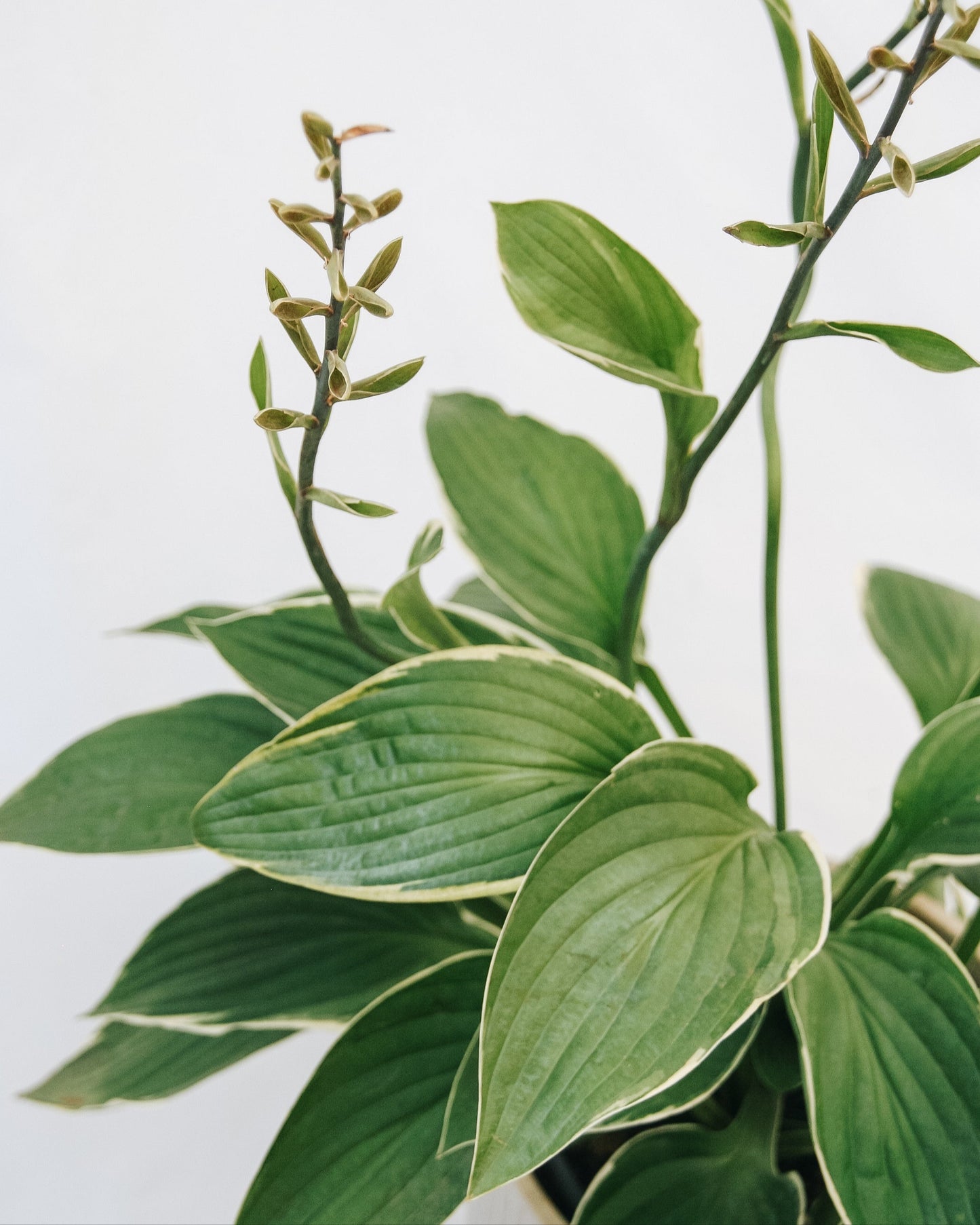 Hosta Francee