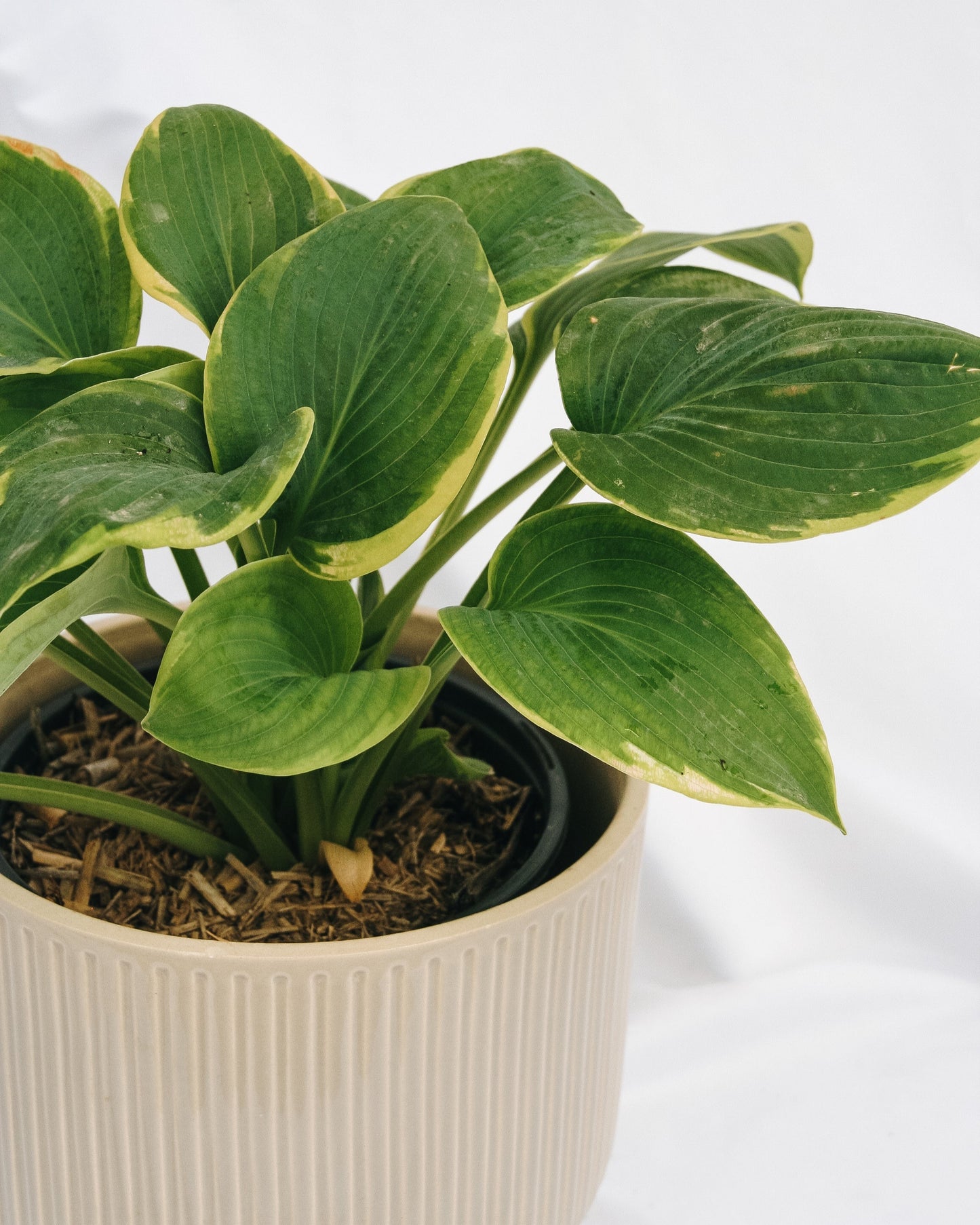 Hosta Frances Williams