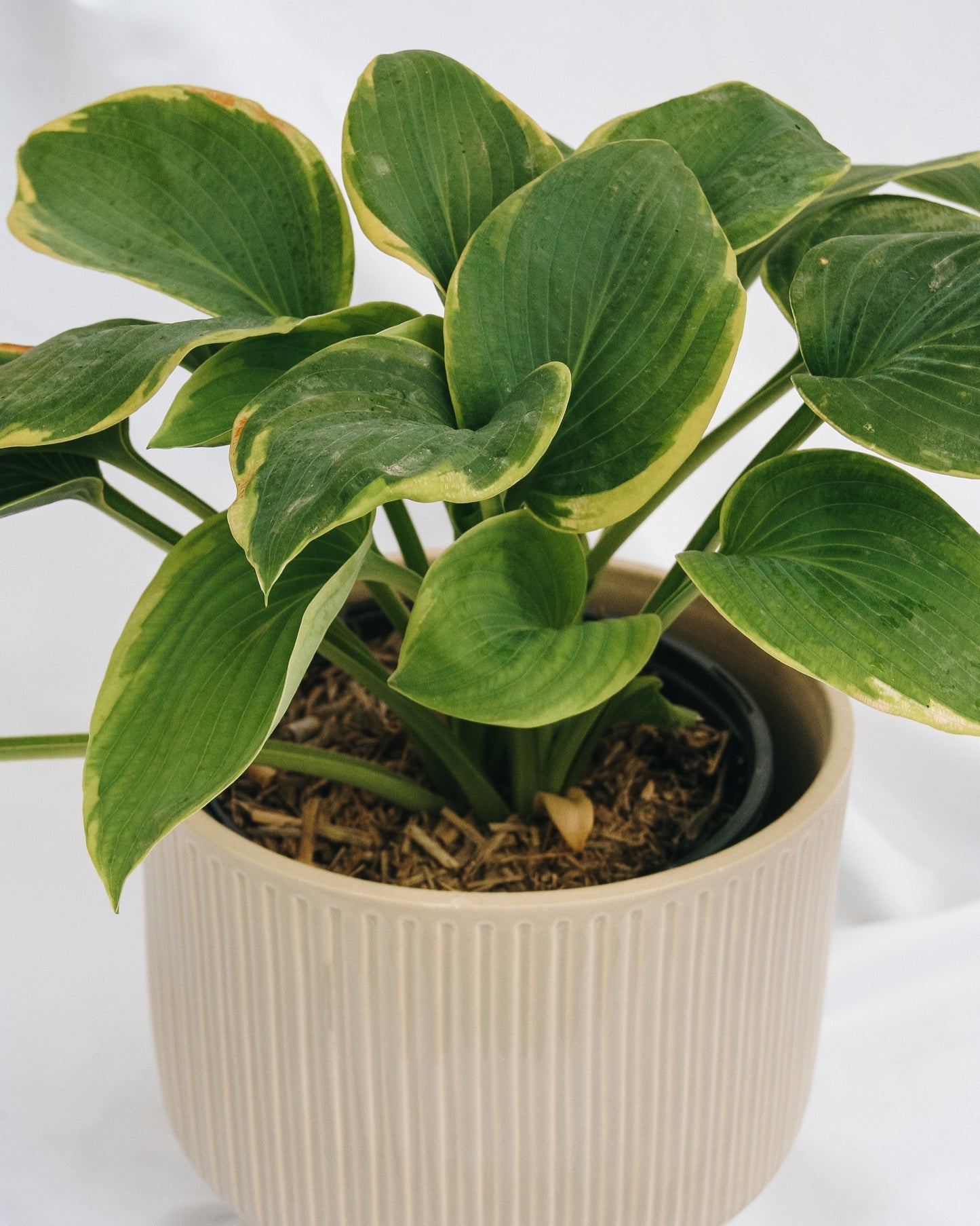 Hosta Frances Williams