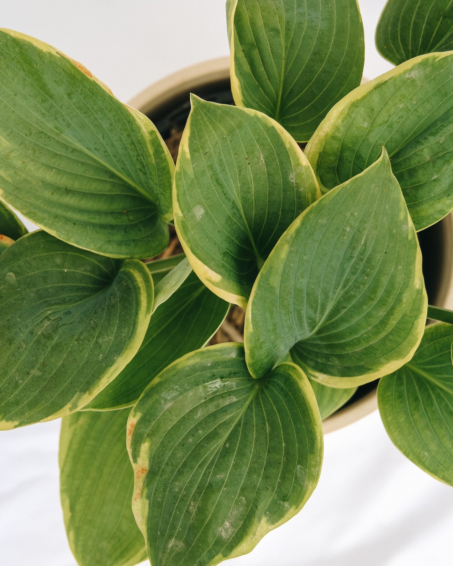 Hosta Frances Williams